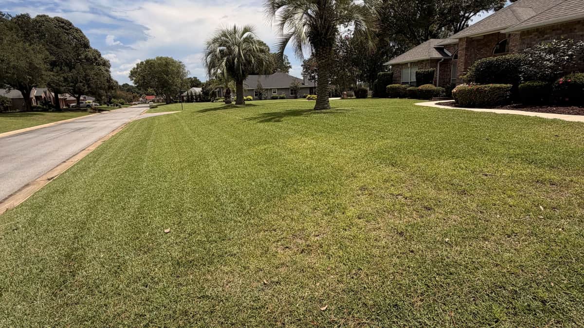 A freshly mowed front lawn with mowing stripes, palm trees and a brick house under a bright Gulf Coast sky